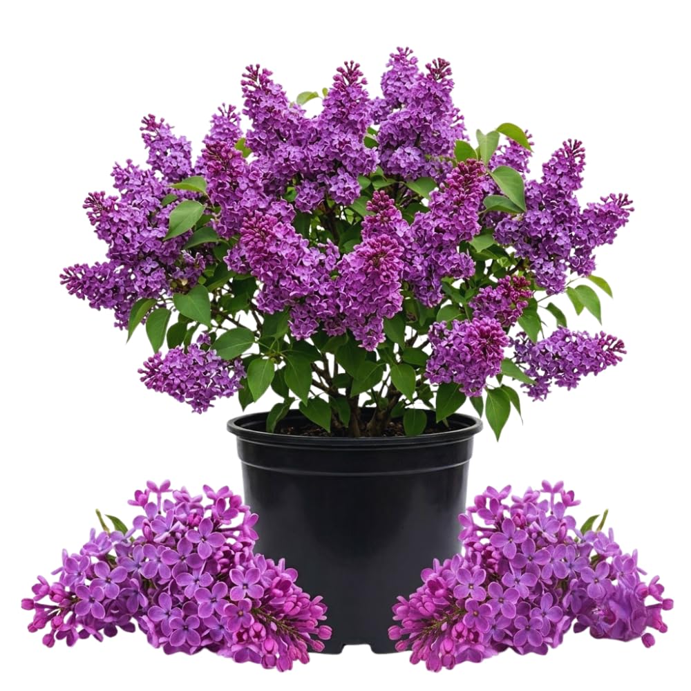 IWATADENKI ラグジュアリーパープル　イワタデンキ Amazon.com : Purple Lilac Tree Live Plant, Flowering Shrub, 20-28